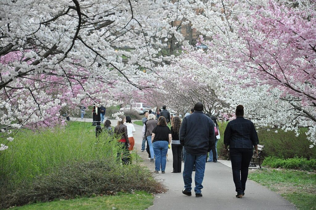 Cherry blossoms in Branch Brook Park, Newark